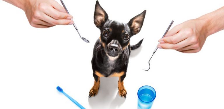 pet dental insurance