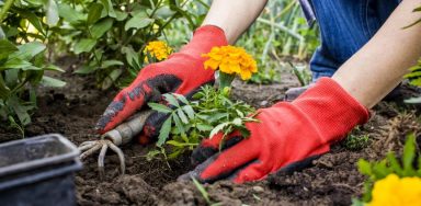 gardening tips and tricks