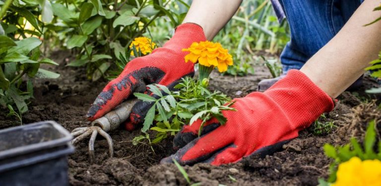 gardening tips and tricks